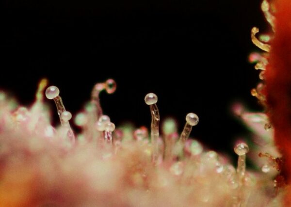 Caramel Cream Auto Feminised Seeds - Image 2