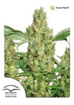 Power Plant Regular Seeds - 10
