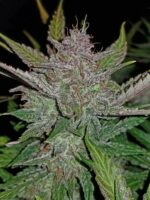 Cream Cookies Auto Feminised Seeds - Image 2