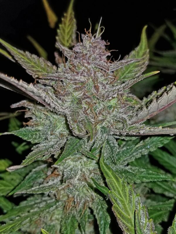 Cream Cookies Auto Feminised Seeds - Image 2