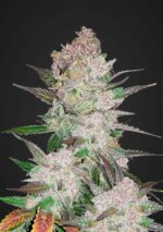 Cream Cookies Auto Feminised Seeds