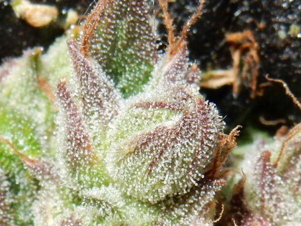 Crack CBD Auto Feminised Seeds - Image 2