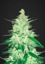 Crack CBD Auto Feminised Seeds