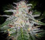 Blue Dream'matic Auto Feminised Seeds