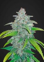 Blue Dream'matic Auto Feminised Seeds - Image 2
