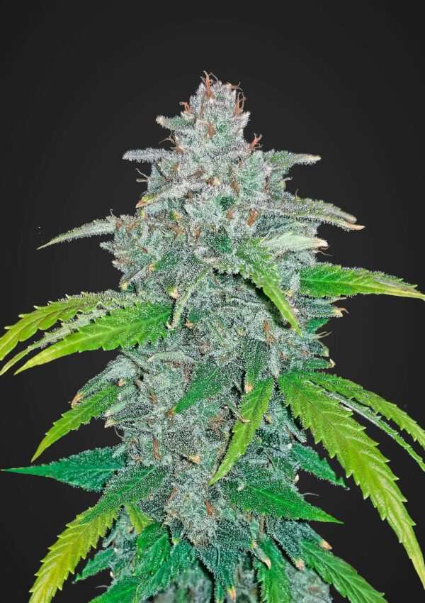 Blue Dream'matic Auto Feminised Seeds - Image 2