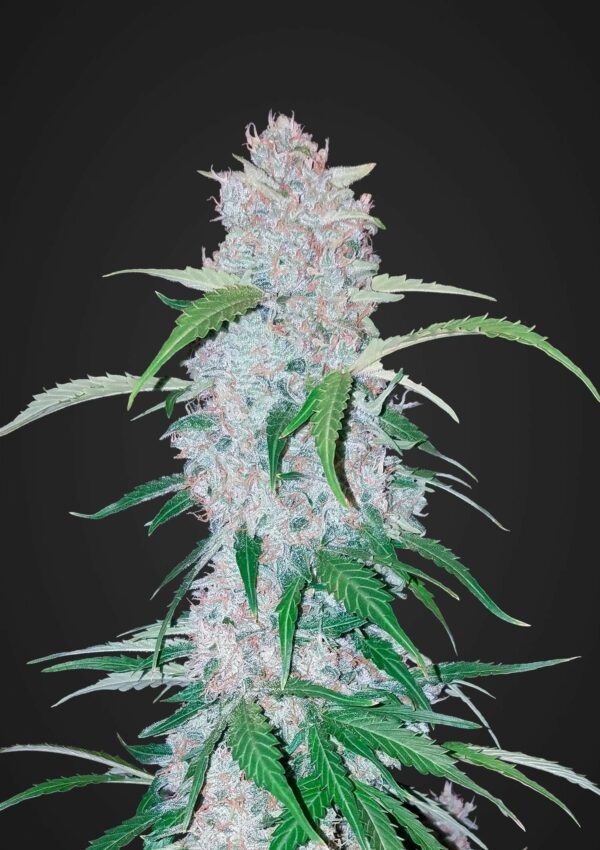 Six Shooter Auto Feminised Seeds - Image 2