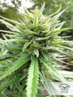 Passion №1 Feminized Seeds