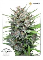 Passion №1 Feminized Seeds