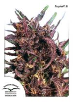 Purple №1 Feminized Seeds