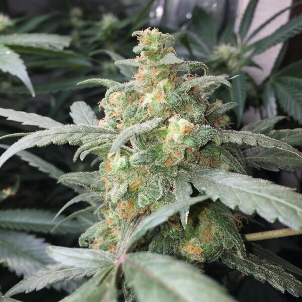 Green Crack Auto Feminised Seeds - Image 2