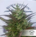 Hollands Hope Feminized seeds