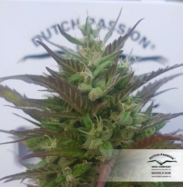 Hollands Hope Feminized seeds