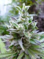 Hollands Hope Feminized seeds