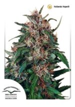 Hollands Hope Feminized seeds