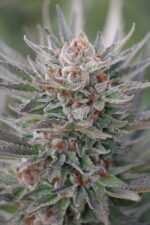 Sapphire Scout Feminised Seeds - Image 2