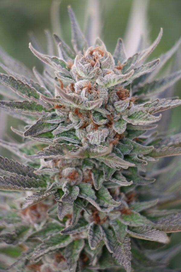 Sapphire Scout Feminised Seeds - Image 2