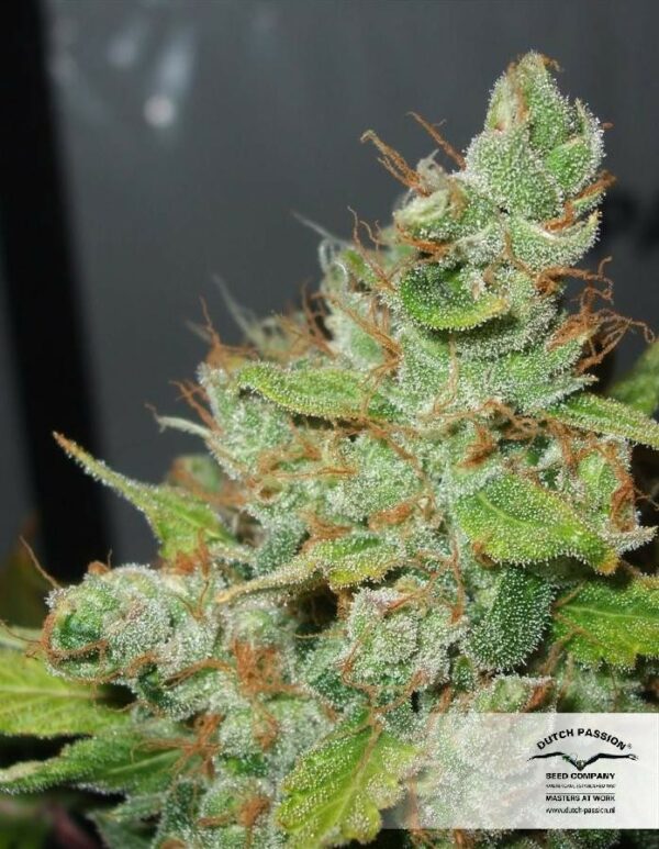 Orange Hill Special Regular Seeds - 10 - Image 3