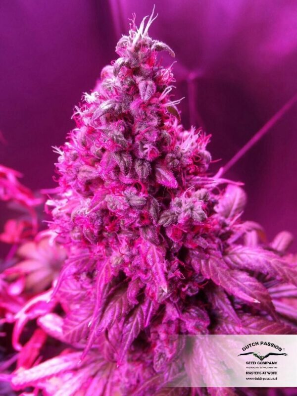 Orange Hill Special Regular Seeds - 10 - Image 4