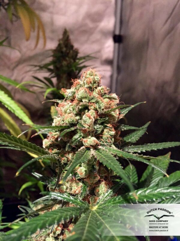Orange Hill Special Regular Seeds - 10 - Image 5
