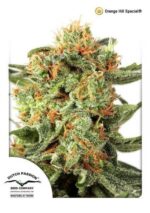 Orange Hill Special Feminized Seeds