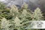 Orange Hill Special Feminized Seeds - Image 2