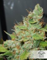 Orange Hill Special Feminized Seeds - Image 3