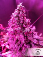 Orange Hill Special Feminized Seeds - Image 4