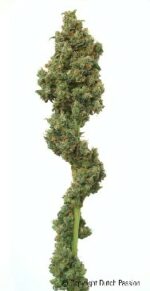 Euforia Regular Seeds - 10 - Image 6