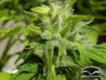 Euforia Feminized seeds