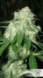 Euforia Feminized seeds