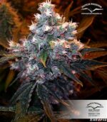 Euforia Feminized seeds