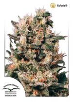 Euforia Feminized seeds
