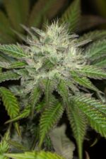 Sapphire OG Feminised Seeds