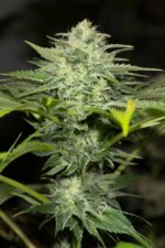 Sapphire OG Feminised Seeds - Image 2