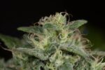 Sapphire OG Feminised Seeds - Image 3
