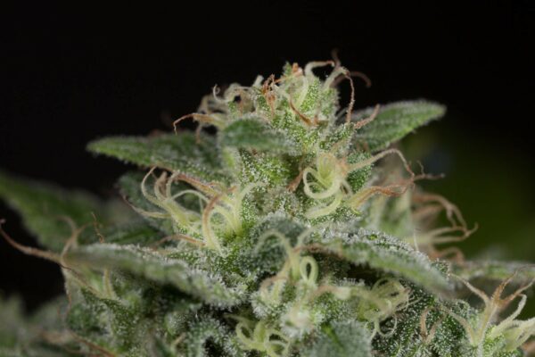 Sapphire OG Feminised Seeds - Image 3