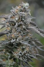 Black D.O.G. Feminised Seeds
