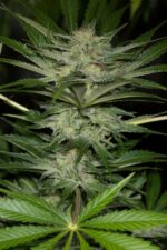 Black D.O.G. Feminised Seeds - Image 2