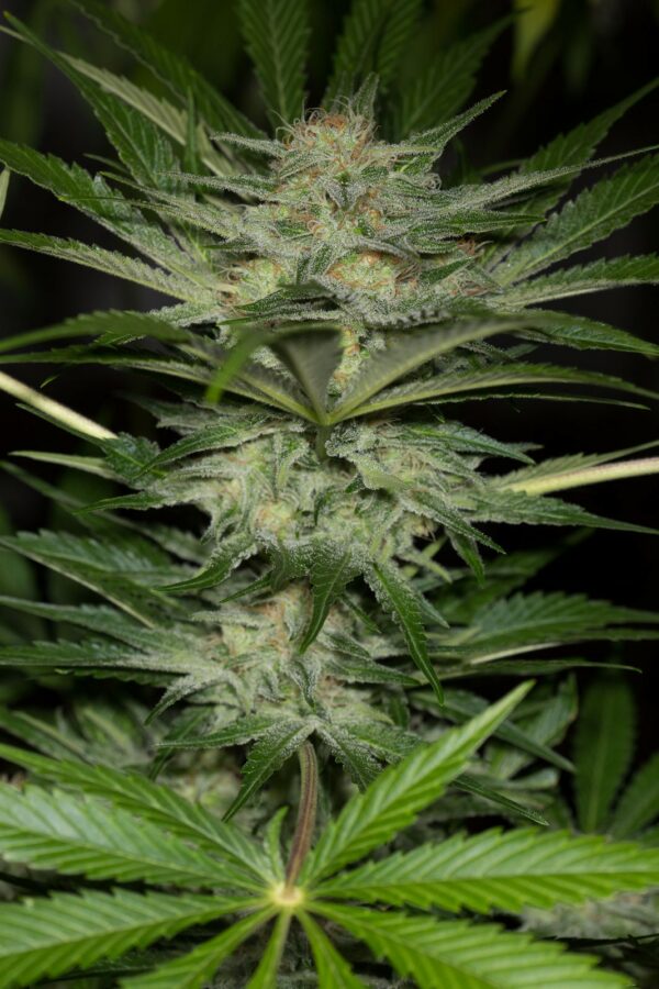 Black D.O.G. Feminised Seeds - Image 2