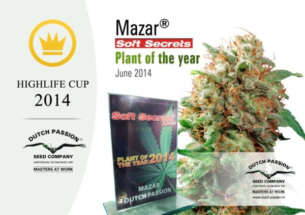 Mazar Regular Seeds - 10 - Image 2