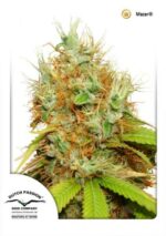 Mazar Regular Seeds - 10