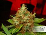Mazar Regular Seeds - 10 - Image 4