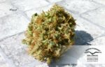 Mazar Regular Seeds - 10 - Image 5