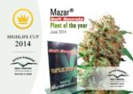 Mazar Feminized Seeds - Image 2