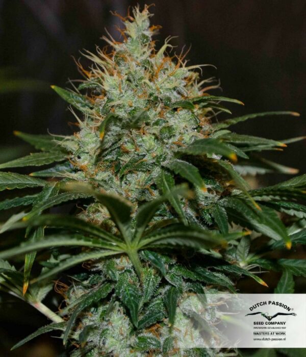 Mazar Feminized Seeds - Image 3