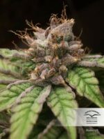 Blueberry Feminized seeds
