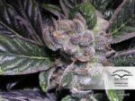 Blueberry Feminized seeds