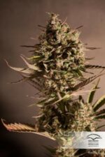 Blueberry Feminized seeds