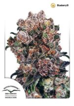 Blueberry Feminized seeds